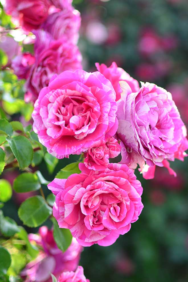 バラ フランボワーズ バニーユ｜花の手帖の薔薇図鑑