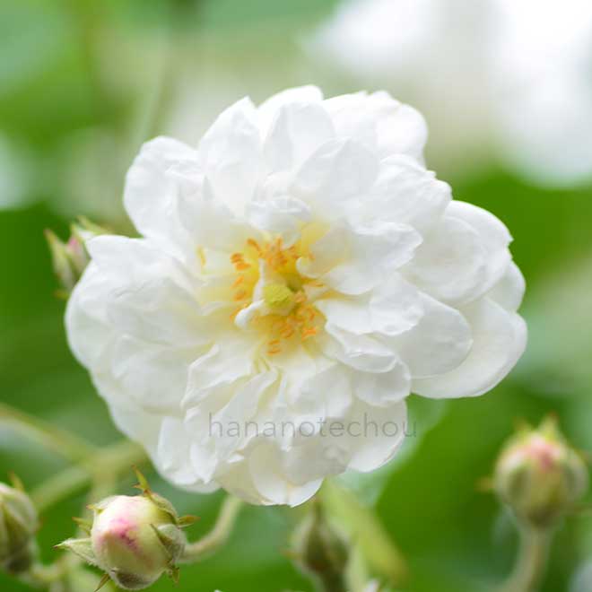 バラ フランシーヌ オースチン｜花の手帖の薔薇図鑑