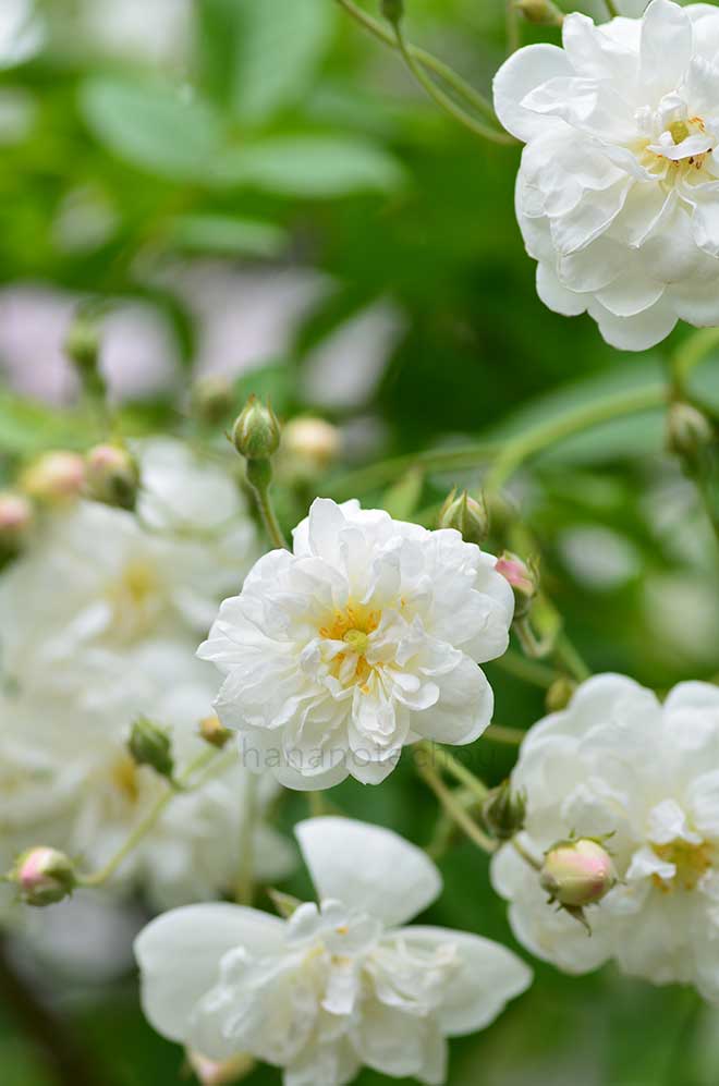 バラ フランシーヌ オースチン｜花の手帖の薔薇図鑑