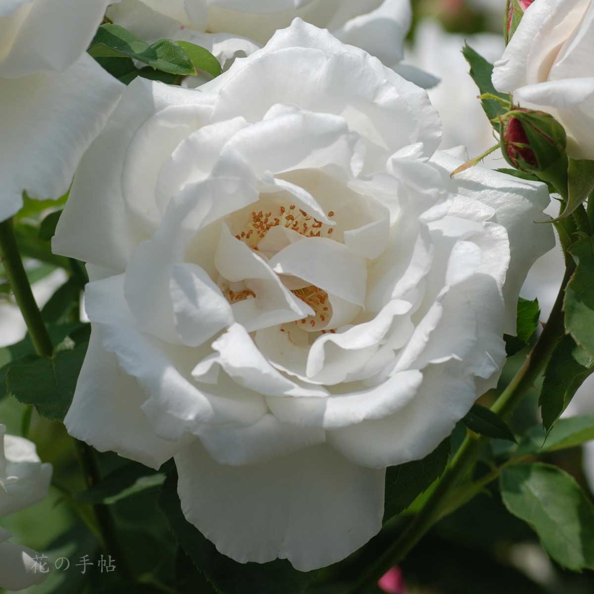 バラ フラウ カール ドルシュキ｜花の手帖の薔薇図鑑