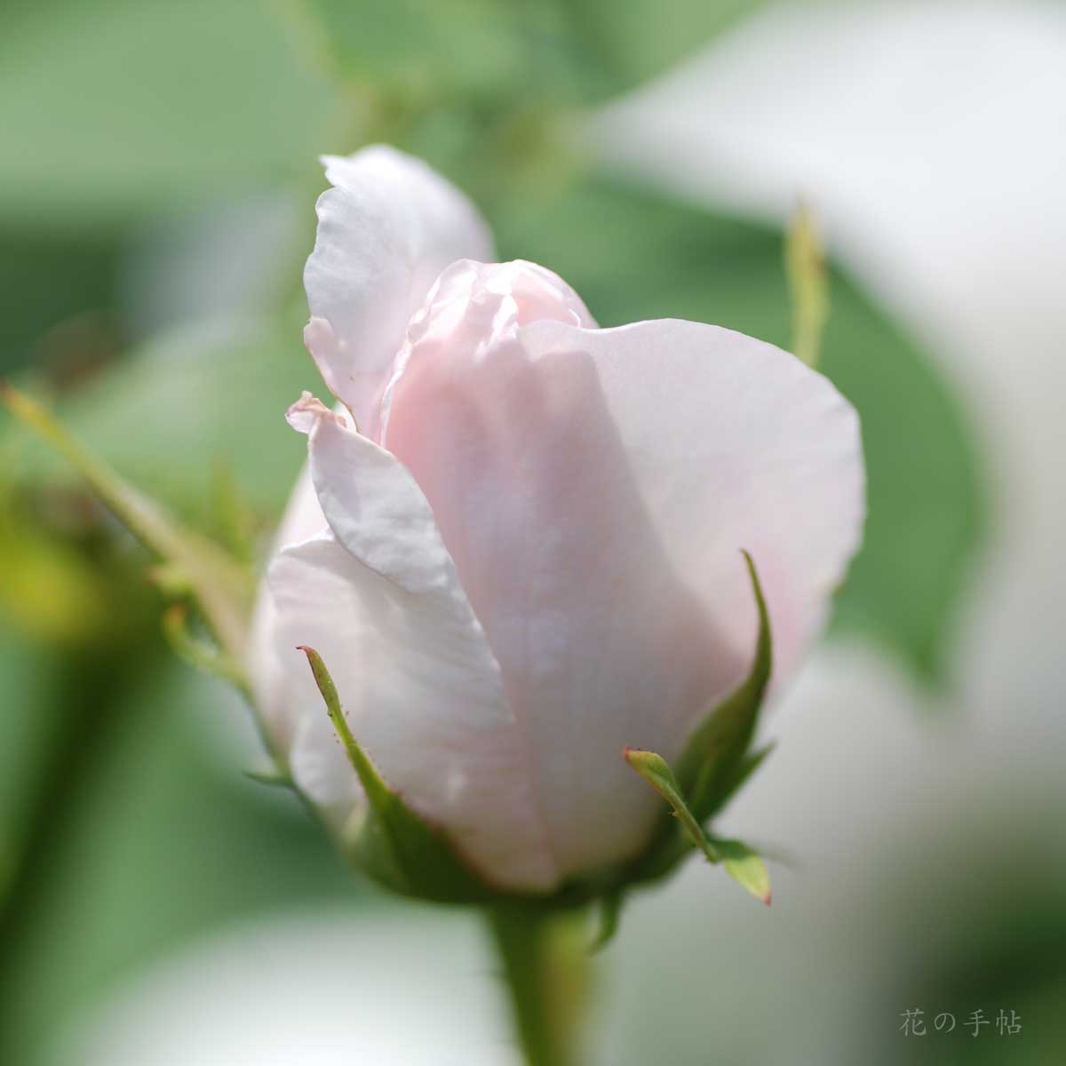 バラ フラウ カール ドルシュキ｜花の手帖の薔薇図鑑