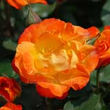 バラ ふれ太鼓|花の手帖の薔薇図鑑