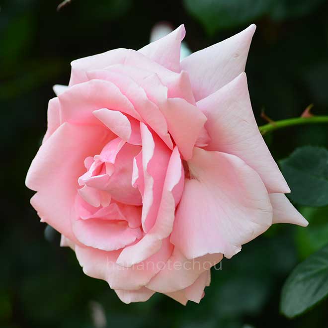 バラ 羽衣|花の手帖の薔薇図鑑