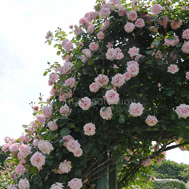 バラ 羽衣|花の手帖の薔薇図鑑