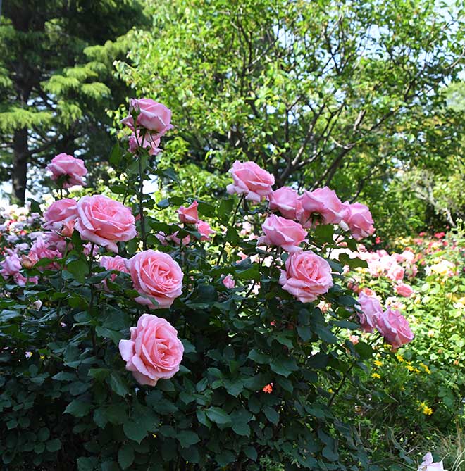 バラ はまみらい|花の手帖の薔薇図鑑