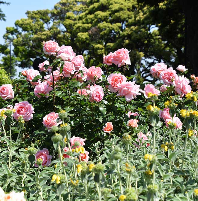 バラ はまみらい|花の手帖の薔薇図鑑