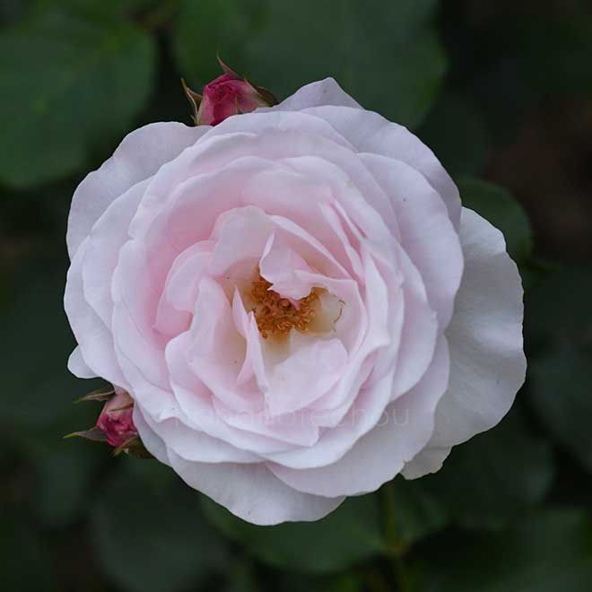 バラ 花ぼんぼり|花の手帖の薔薇図鑑