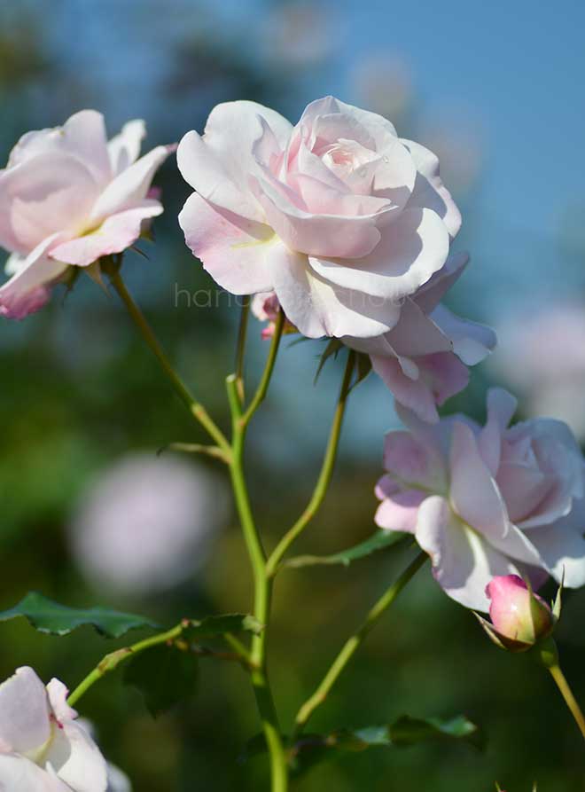 バラ 花ぼんぼり|花の手帖の薔薇図鑑