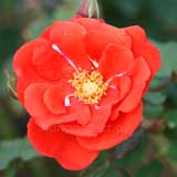 バラ 花房|花の手帖の薔薇図鑑