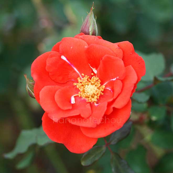 バラ 花房｜花の手帖の薔薇図鑑