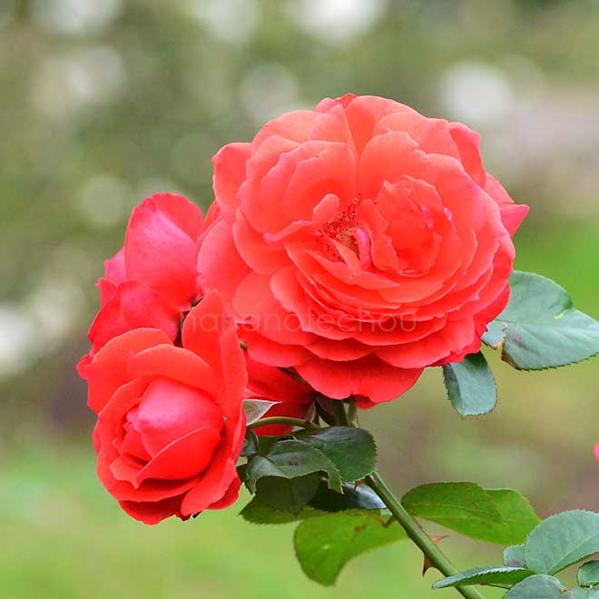 バラ 花笠｜花の手帖の薔薇図鑑