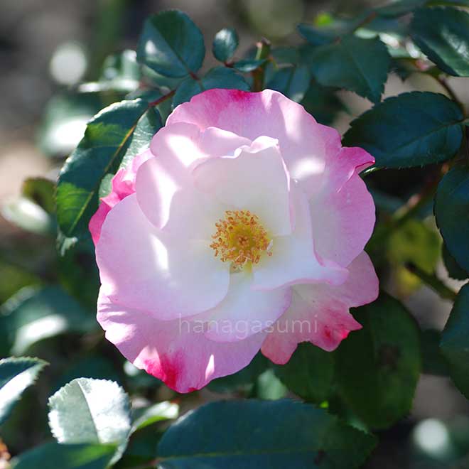 バラ 花霞｜花の手帖の薔薇図鑑