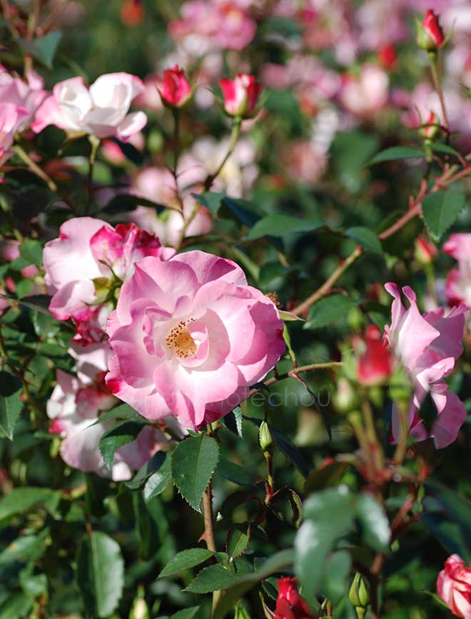 バラ 花霞｜花の手帖の薔薇図鑑