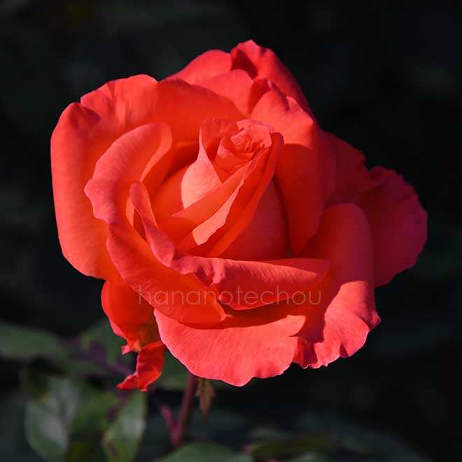 バラ 花かがり｜花の手帖の薔薇図鑑