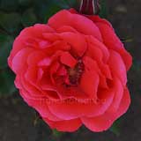 バラ 花籠|花の手帖の薔薇図鑑