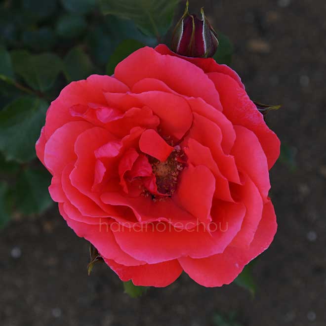 バラ 花籠｜花の手帖の薔薇図鑑