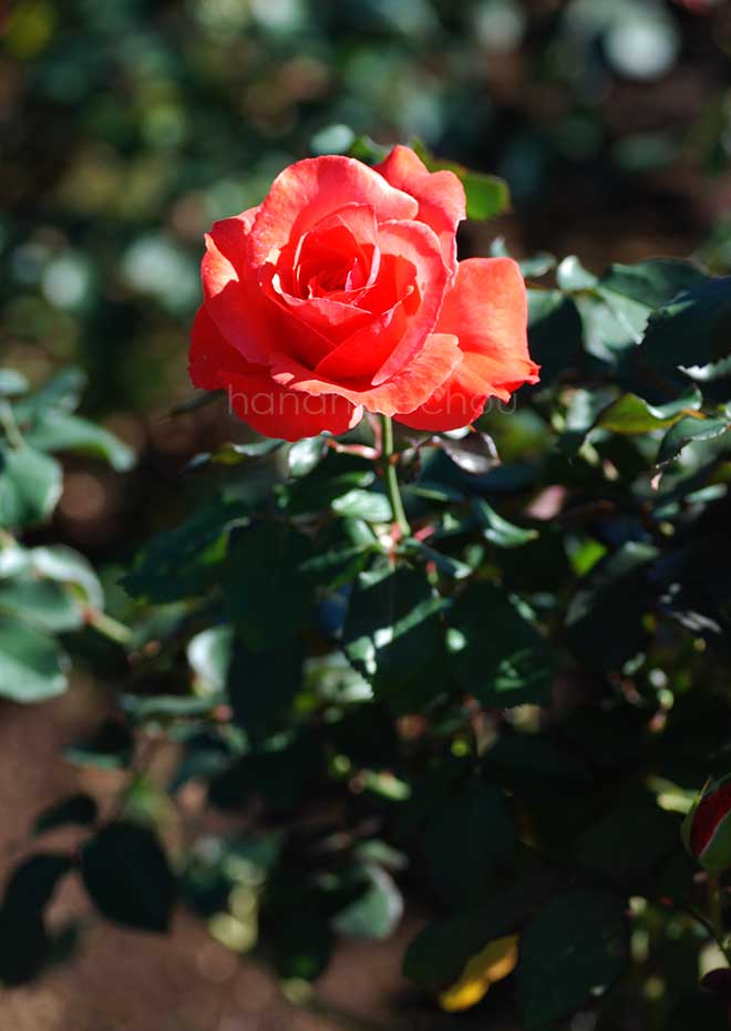 バラ 花籠｜花の手帖の薔薇図鑑