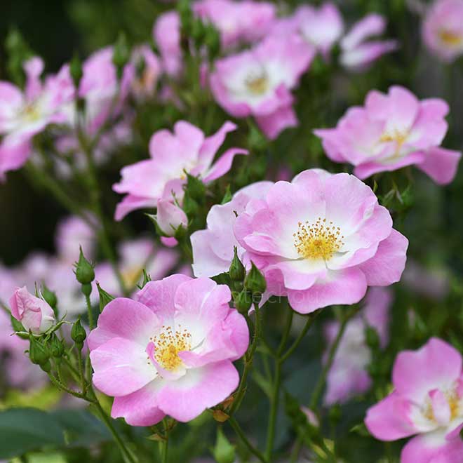 バラ 花の道タカラヅカ｜花の手帖の薔薇図鑑