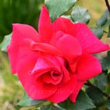 バラ ハンネ|花の手帖の薔薇図鑑