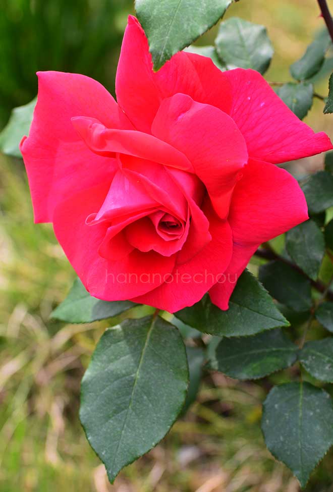 バラ ハンネ
|花の手帖の薔薇図鑑