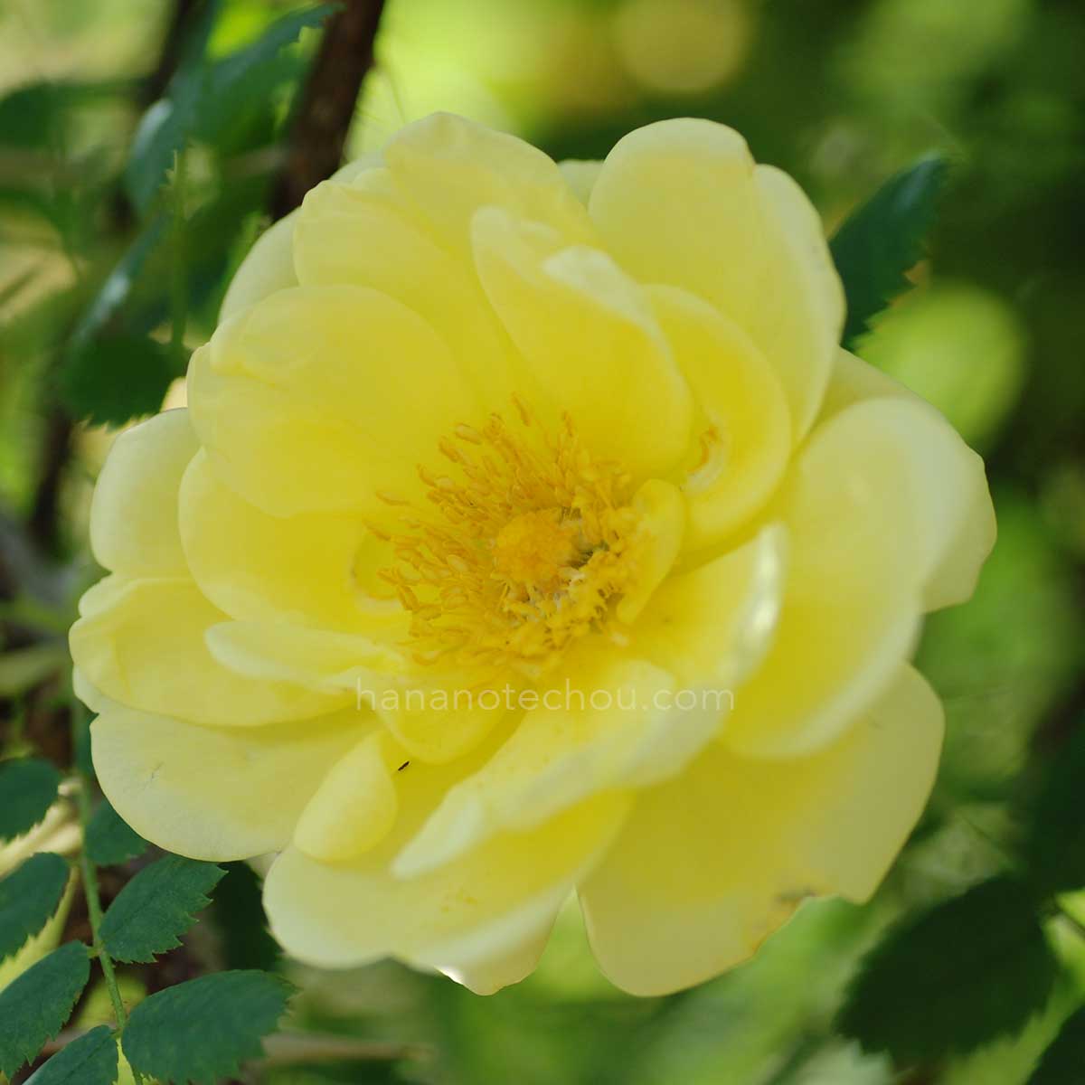 バラ ハリソンズ イエロー｜花の手帖の薔薇図鑑