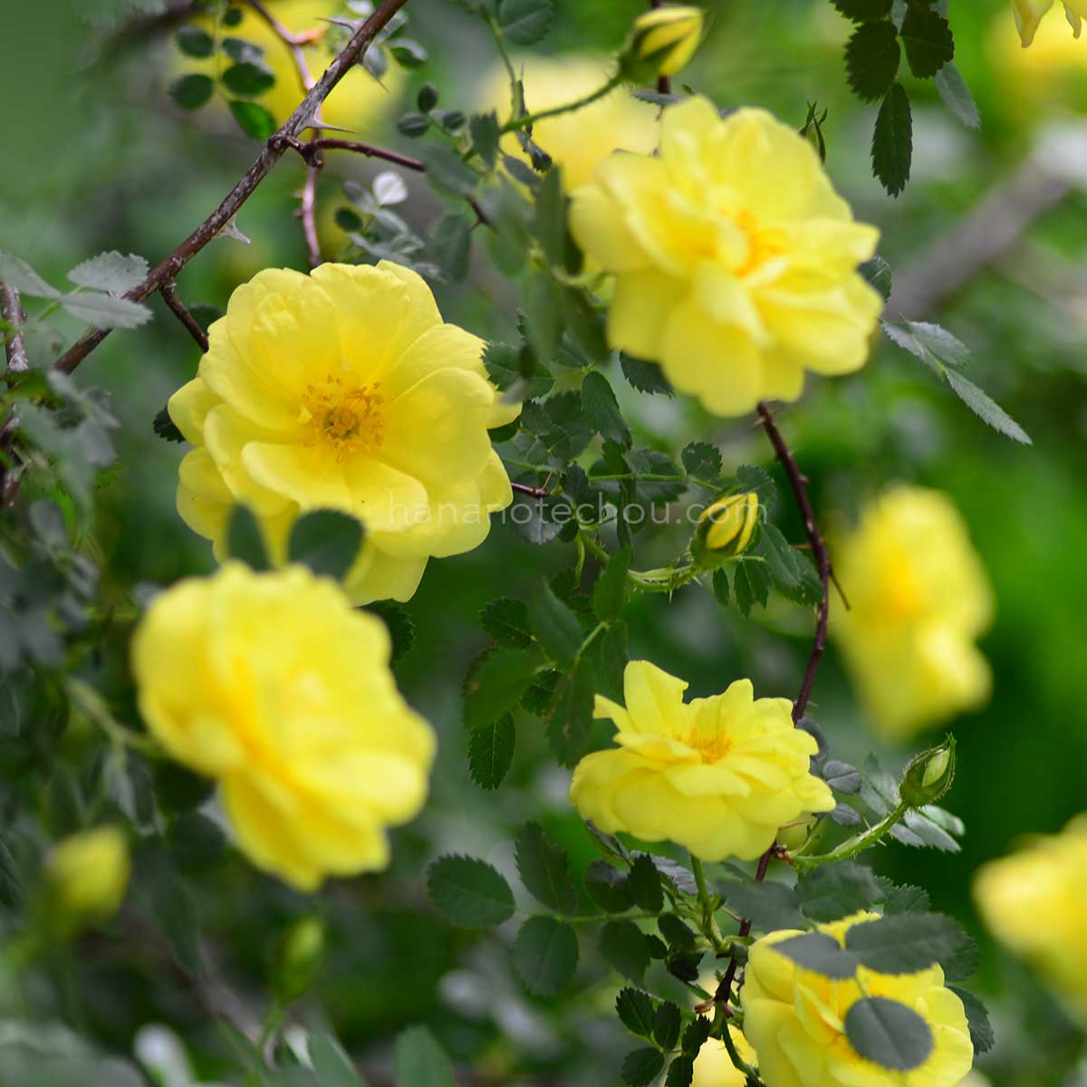 バラ ハリソンズ イエロー｜花の手帖の薔薇図鑑