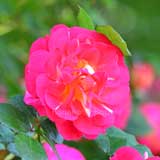 バラ 春風|花の手帖の薔薇図鑑