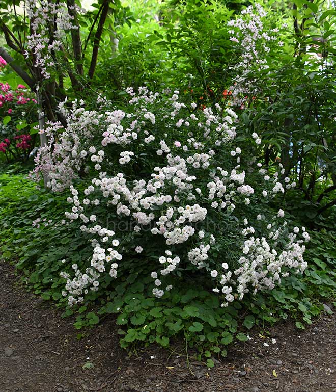 バラ 春の雪｜花の手帖の薔薇図鑑