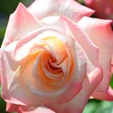 バラ 初雁|花の手帖の薔薇図鑑