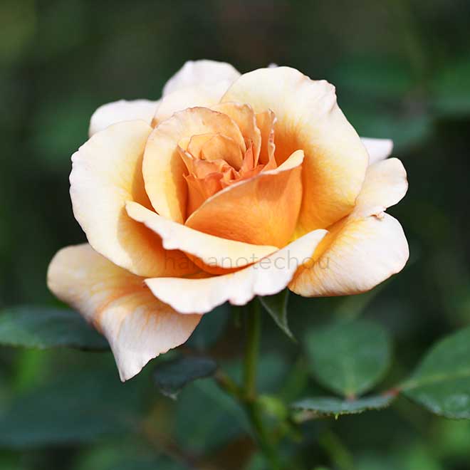 バラ はつね｜花の手帖の薔薇図鑑