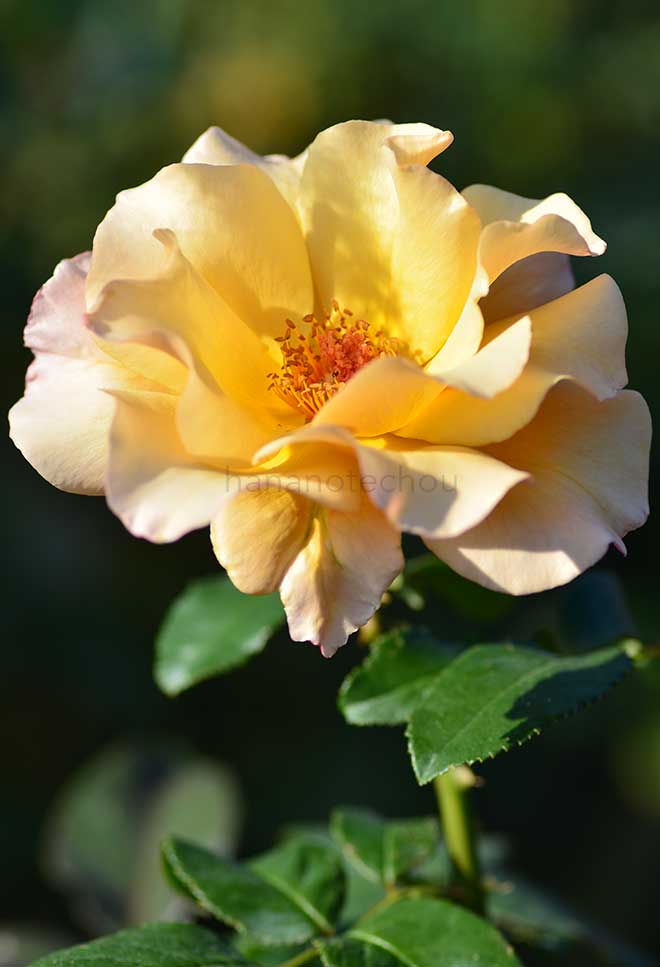 バラ はつね｜花の手帖の薔薇図鑑