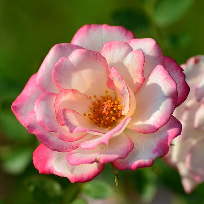 バラ ハイジ｜花の手帖の薔薇図鑑