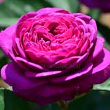 バラ ハイディ クルムローズ|花の手帖の薔薇図鑑