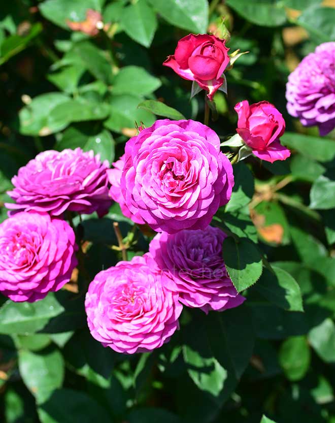 バラ ハイディ クルム ローズ|花の手帖の薔薇図鑑