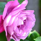 バラ エンジェル フェイス｜花の手帖の薔薇図鑑