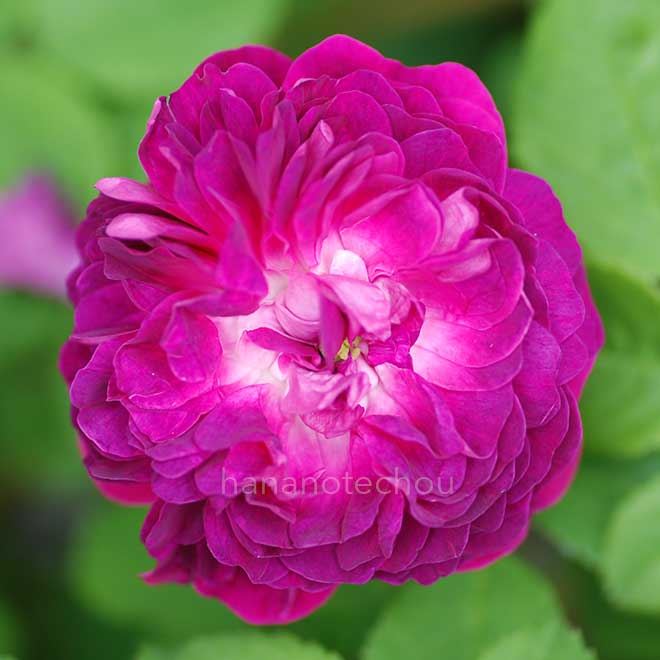 バラ ヒッポリテ｜花の手帖の薔薇図鑑