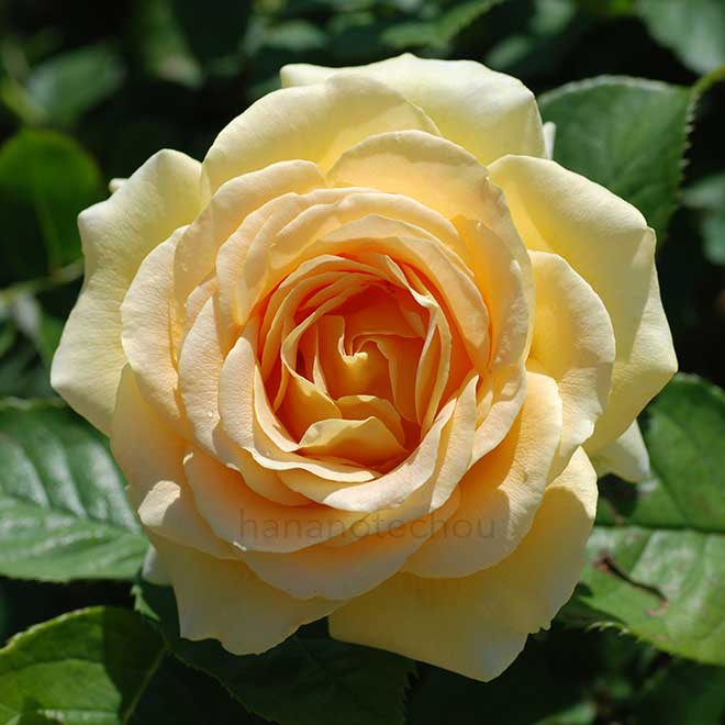 バラ ハニー ブーケ｜花の手帖の薔薇図鑑