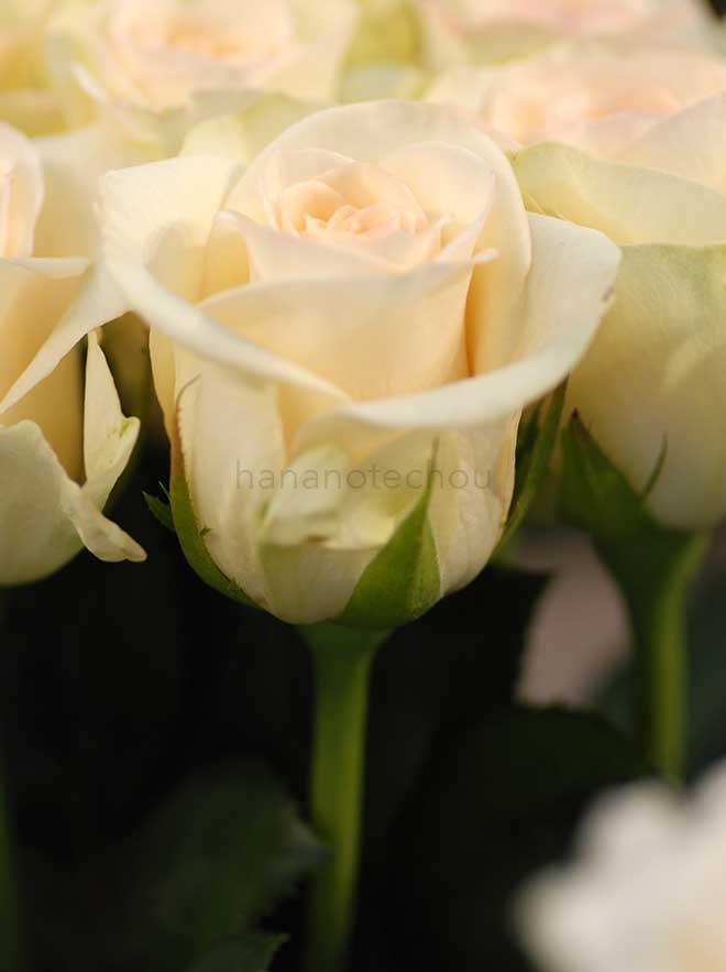 バラ ハニー ブリーズ｜花の手帖の薔薇図鑑