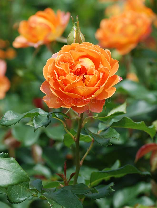 バラ ハニー キャラメル｜花の手帖の薔薇図鑑