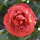 バラ ホット チョコレート|花の手帖の薔薇図鑑