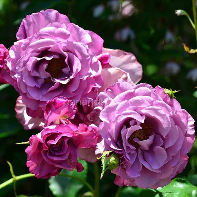 バラ フェルゼン伯爵｜花の手帖の薔薇図鑑