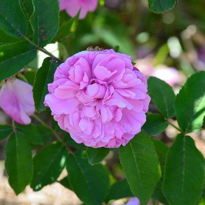 バラ パナシェ ド リヨン｜花の手帖の薔薇図鑑
