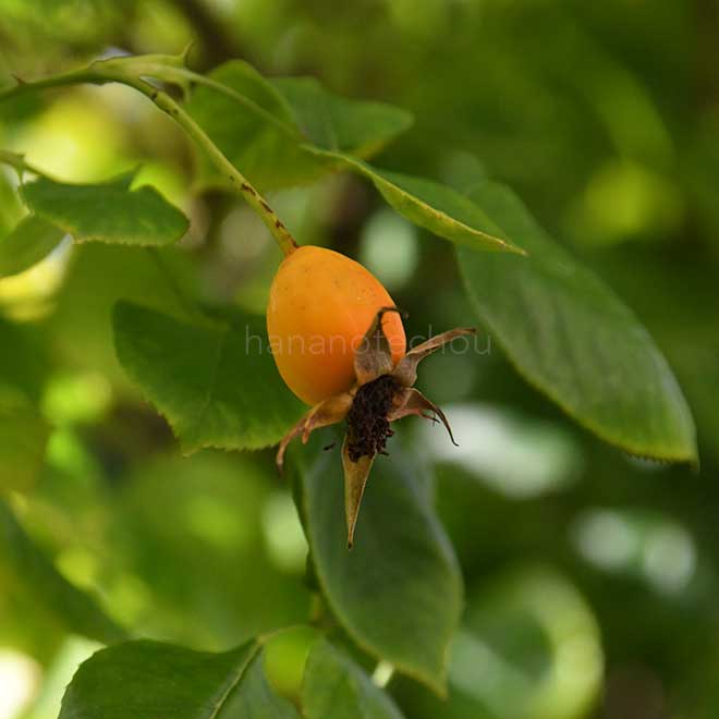 バラ つる パパ メイアン｜花の手帖の薔薇図鑑