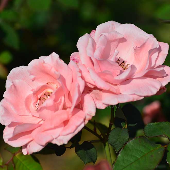 バラ パピヨン ローズ｜花の手帖の薔薇図鑑