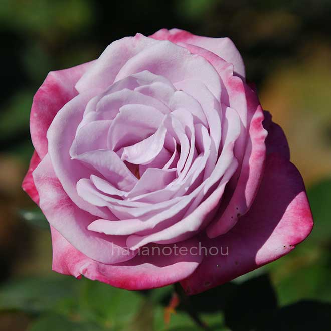 バラ パラダイス|花の手帖の薔薇図鑑