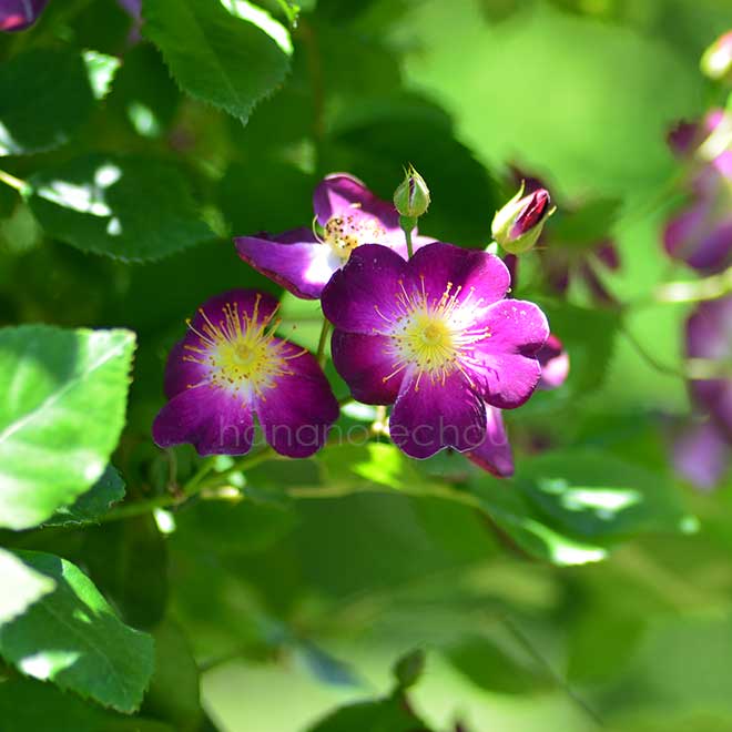 バラ パルフェタムール｜花の手帖の薔薇図鑑