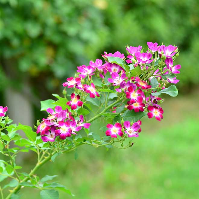 バラ パルフェタムール｜花の手帖の薔薇図鑑