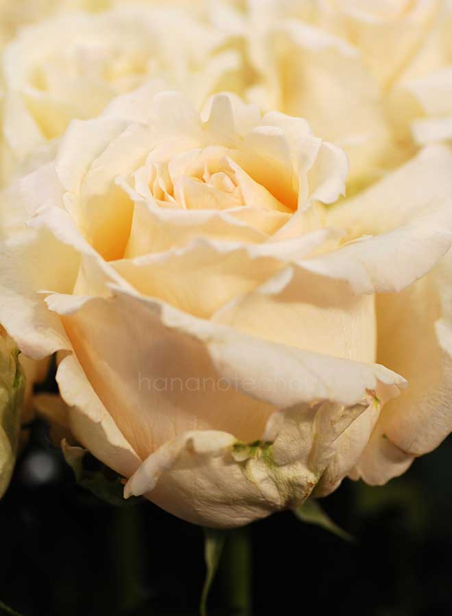 バラ パルファンフレ｜花の手帖の薔薇図鑑