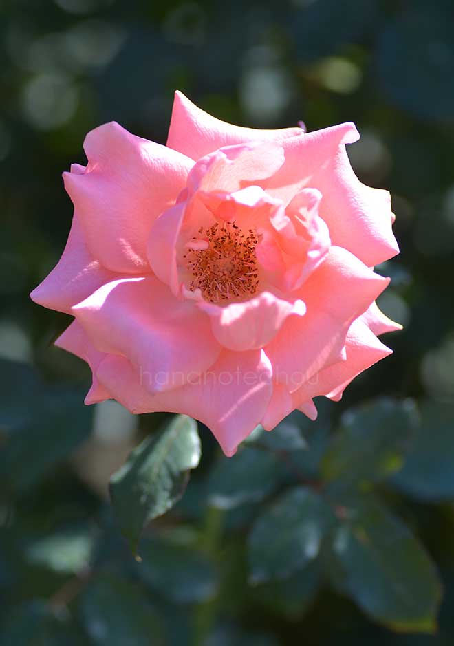 バラ パリ ドゥ イヴ サン ローラン
｜花の手帖の薔薇図鑑