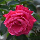 バラ パリマッチ｜花の手帖の薔薇図鑑